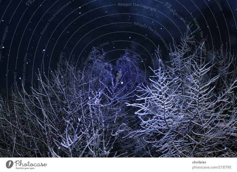 Winter christmas wonder forest Snow Winter vacation Nature Ice Frost Snowfall Tree Forest To fall Glittering Beautiful Blue White Anticipation Calm Uniqueness