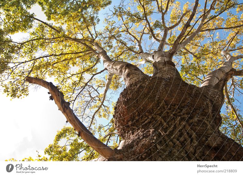 proliferation Autumn Beautiful weather Tree Leaf Growth Brown Green Tree trunk Tree bark Colour photo Exterior shot Deserted Copy Space left Sunlight