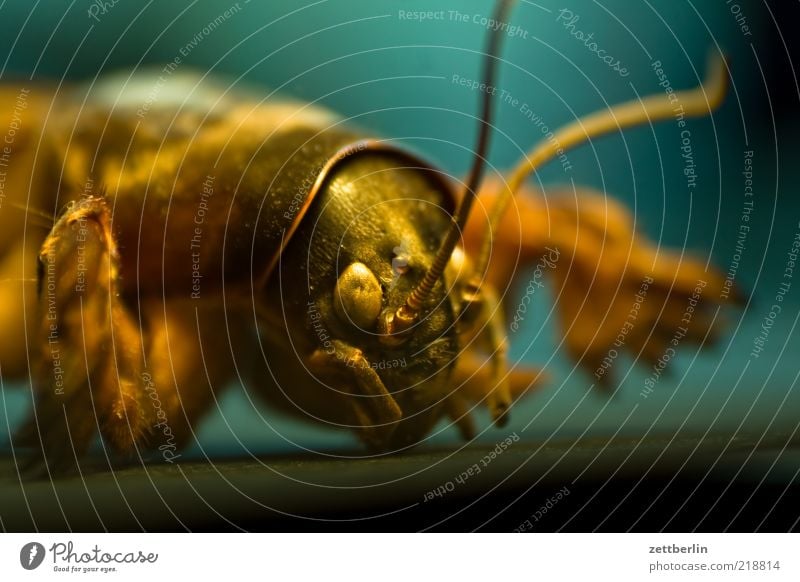 mole cricket Animal Animal face Claw 1 House cricket Colour photo Interior shot Close-up Detail Macro (Extreme close-up) Artificial light Light Shadow