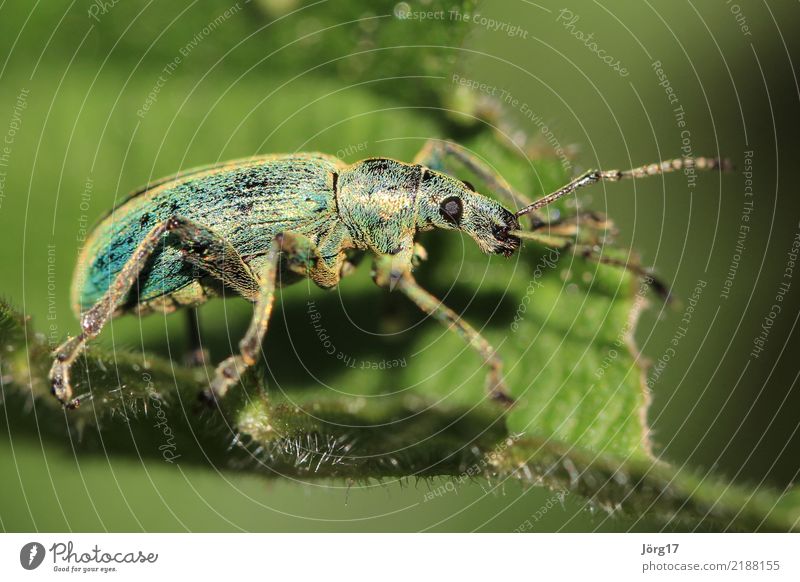 bug Nature Summer Animal Wild animal Beetle 1 Life blue beetle Colour photo Exterior shot Close-up Macro (Extreme close-up) Day