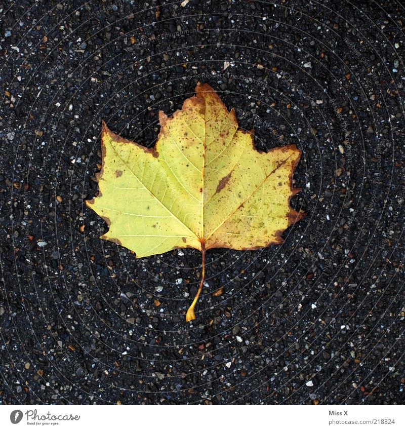 The last sheet Autumn Leaf Yellow Transience American Sycamore Autumn leaves Colour photo Exterior shot Close-up Structures and shapes Deserted Copy Space left