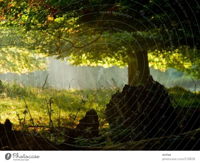 Fairytail forest / Märchenwald Beautiful Sun Environment Nature Landscape Autumn Beautiful weather Fog Tree Leaf Park Forest Virgin forest Lanes & trails