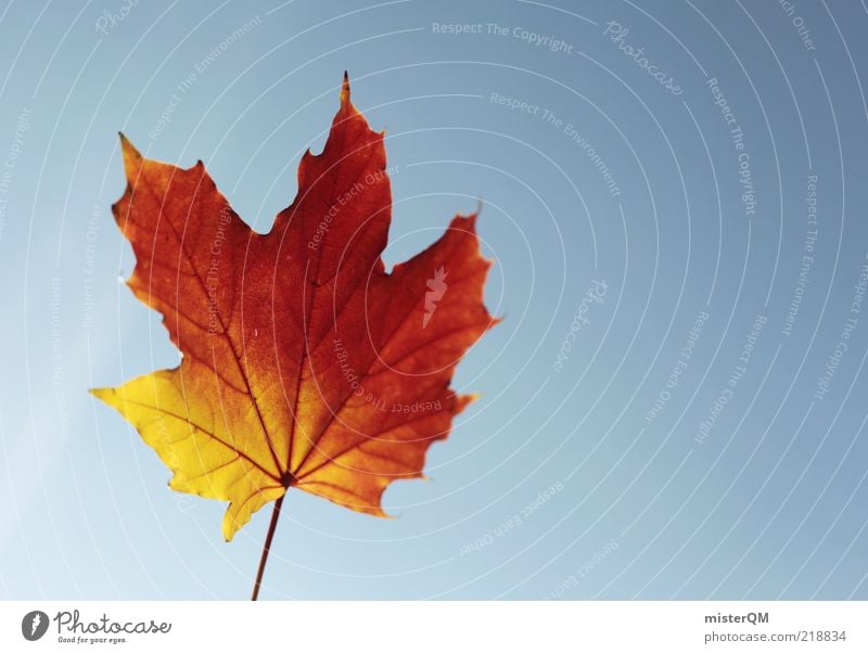 Autumn wind. Esthetic Autumn leaves Autumnal Autumnal colours Early fall Autumnal weather Autumn sky Red Colouring Complementary colour Nature Beautiful