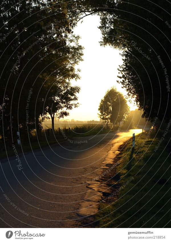 street gold Nature Air Sky Sunlight Autumn Plant Tree Street Lanes & trails Country road Bright Natural Gold Warm-heartedness Hope Homesickness Loneliness