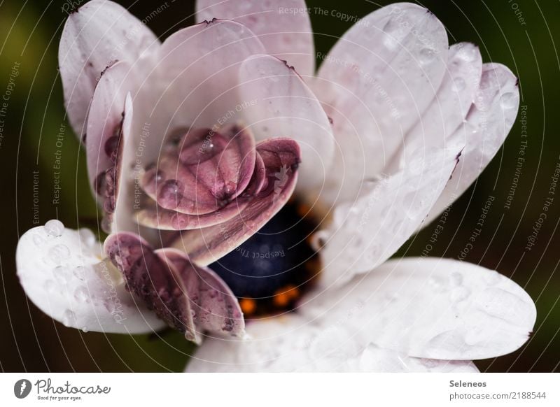 raindrops Environment Nature Water Drops of water Rain Plant Flower Blossom Garden Park Meadow Blossoming Fresh Wet Natural Colour photo Exterior shot Close-up