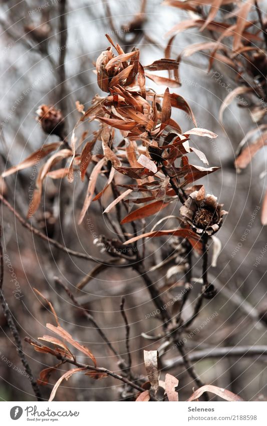 firecracker Environment Nature Autumn Plant Flower Blossom Exotic Garden Park To dry up Leaf Withered Colour photo Exterior shot Close-up