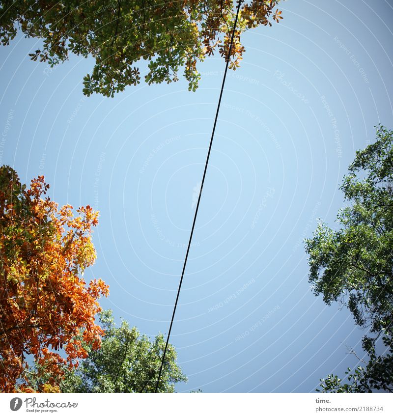 skyline Energy industry High voltage power line Cable Sky only Autumn Beautiful weather Tree Leaf Treetop Tall Self-confident Life Endurance Movement