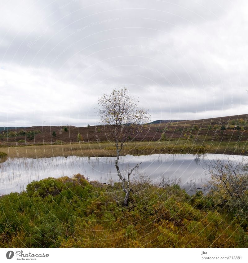 dreary Far-off places Freedom Nature Landscape Water Sky Clouds Autumn Beautiful weather Rain Tree Bushes Hill Lakeside Bog Marsh Loch Ness Scotland Deserted