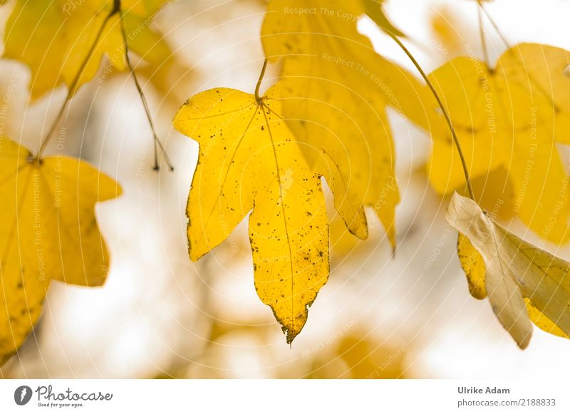 Maple leaves in autumn Nature Plant Autumn Tree Leaf Maple tree Maple leaf Maple branch Rachis Autumn leaves Garden Park Forest Glittering Illuminate Natural