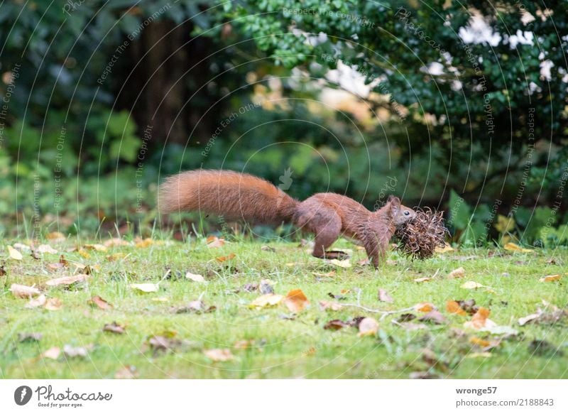 passion for collecting Environment Nature Autumn Animal Wild animal Squirrel 1 Walking Natural Brown Green Animalistic Mammal Rodent Collection Foraging