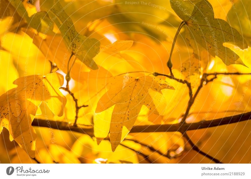 In autumn Nature Plant Sunlight Autumn Tree Leaf Autumn leaves Maple tree Maple leaf Maple branch Autumnal Autumnal colours Garden Park Glittering Illuminate