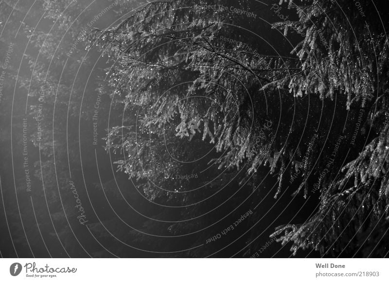 B.C. Style Nature Bad weather Fog Rain Tree Forest Fragrance Black & white photo Exterior shot Day Light Shadow Contrast Shaft of light Coniferous trees Branch