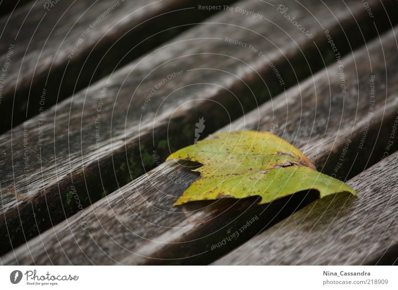 autumn Environment Autumn Leaf Bench Wood Relaxation Lie Esthetic Authentic Sharp-edged Cold Point Under Brown Yellow Green Moody Beautiful Serene Calm Truth