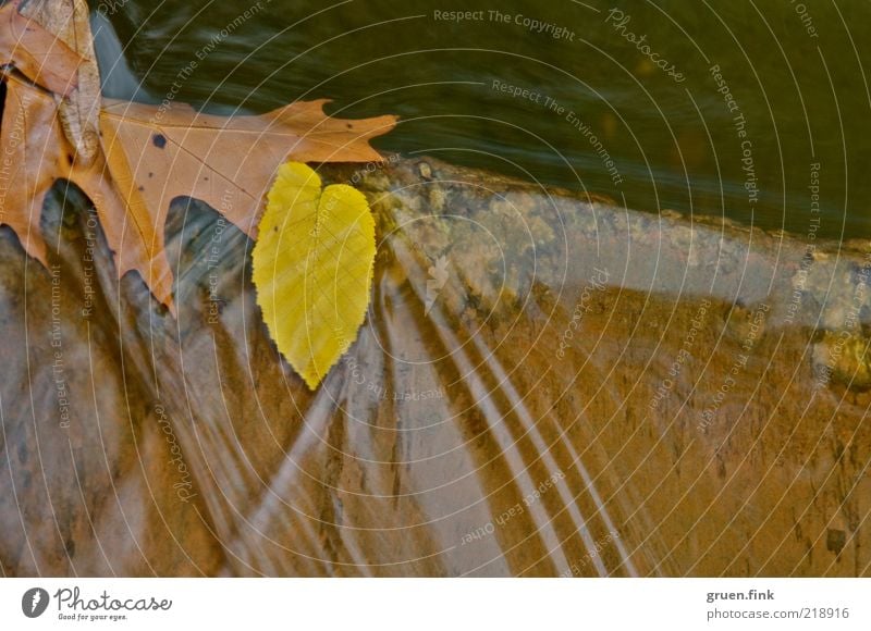 autumn in the river Plant Water Autumn Leaf Waves River Stone Movement Esthetic Fluid Brown Yellow Calm Elegant Nature Flow Pattern Colour photo Exterior shot