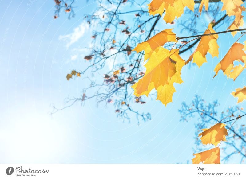 Autumn orange and yellow maple leaves Design Sun Environment Nature Landscape Plant Sky Clouds Sunrise Sunset Sunlight Beautiful weather Tree Leaf Park Forest