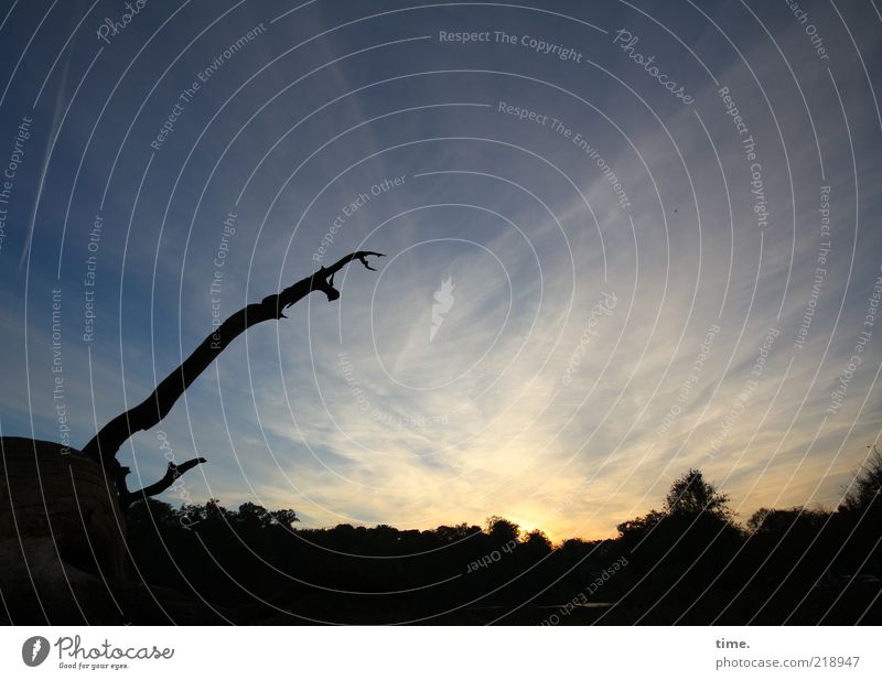 Climbing tree before evening light Calm Nature Sky Clouds Tree Forest Dark Blue Black Dusk Log Sunset Tree trunk Colour photo Exterior shot Deserted Evening