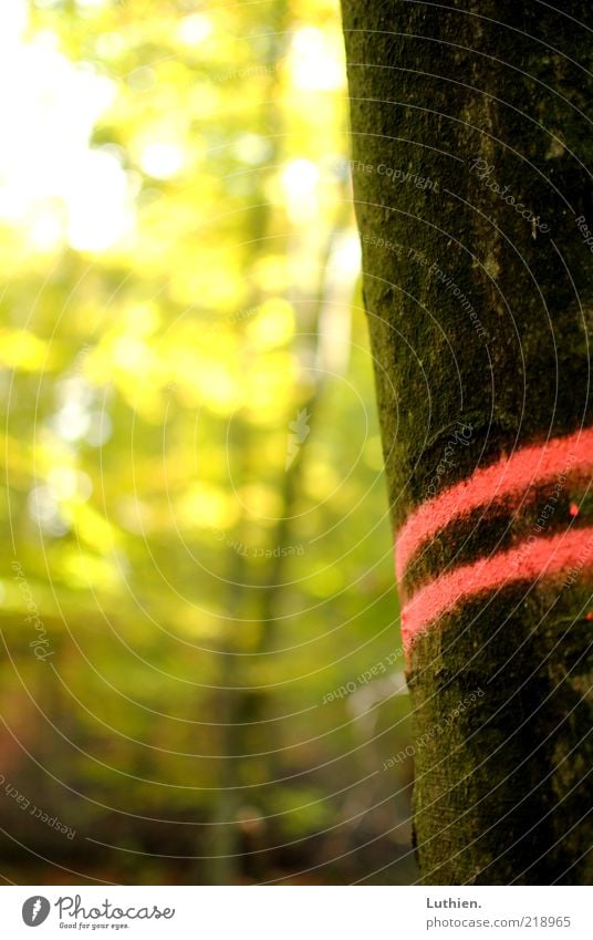 autumn stripes Nature Plant Autumn Beautiful weather Tree Forest Old Unwavering Tree trunk Stripe Colour photo Exterior shot Detail Deserted Day