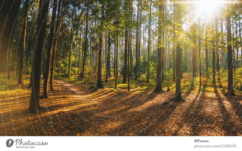 autumn forest Environment Nature Landscape Autumn Beautiful weather Tree Forest Moody Footpath Leaf Deciduous forest Lens flare Mixed forest Colour palette