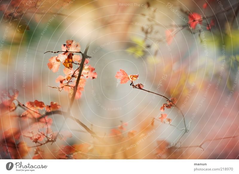 Japanese Garden Nature Autumn Plant Bushes Leaf Autumn leaves Autumnal colours Early fall Beautiful weather Authentic Exceptional Fantastic Natural Colour photo