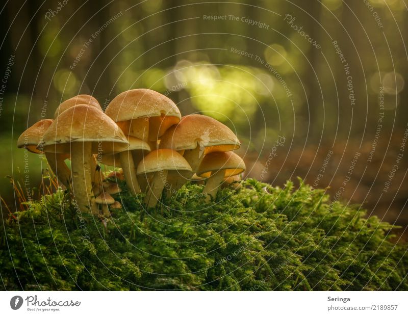 group session Nature Plant Animal Autumn Moss Park Forest Eating Glittering Growth Delicious Natural Beautiful Multicoloured Yellow Gold Green Orange