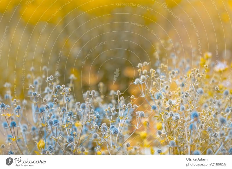 garden dreams Garden Wallpaper Nature Plant Spring Summer Flower Blossom Thistle Bird's eye noble thistle Park Blossoming Glittering Beautiful Blue Green