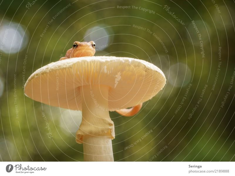 Pond newt with a viewpoint on a bulbous mushroom Plant Animal Sunlight Summer Autumn Beautiful weather Moss Wild plant Park Forest Wild animal Frog Animal face