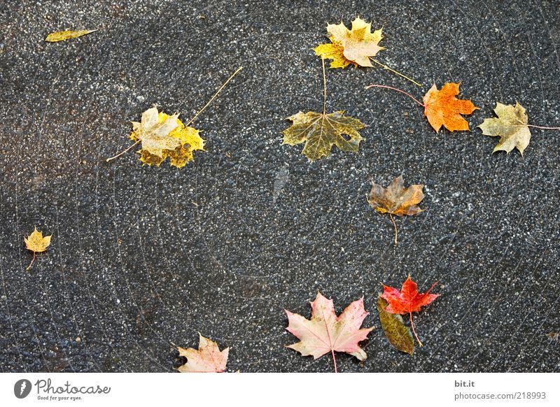 makes the streets more colourful Autumn Bad weather Wind flaked Street Lanes & trails conceit Multicoloured Yellow Gold Gray Red Autumn leaves Autumnal