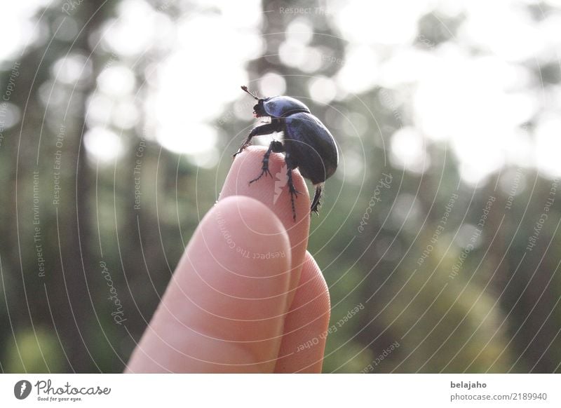 Pick it up! Hand Fingers 1 Human being Nature Forest Animal Beetle Observe Touch Crawl Looking Black Success Brave Trust Love of animals Attentive Patient Calm