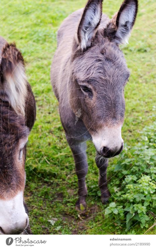 dog-ears Nature Animal Autumn Donkey Farm 2 Observe Looking Stand Wait Small Natural Curiosity Cute Wild Soft Gray Green White Together Serene Colour photo