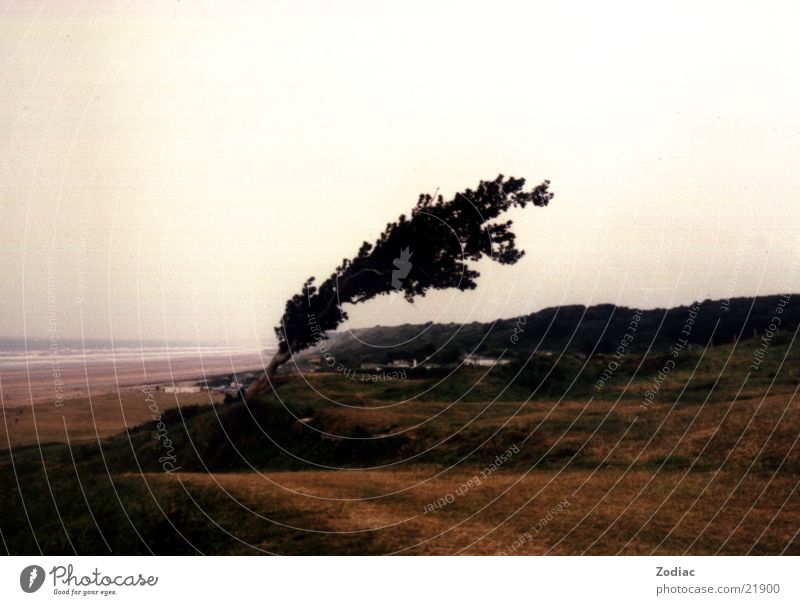 windswept Tree Gale France Normandie Wind Omaha Beach