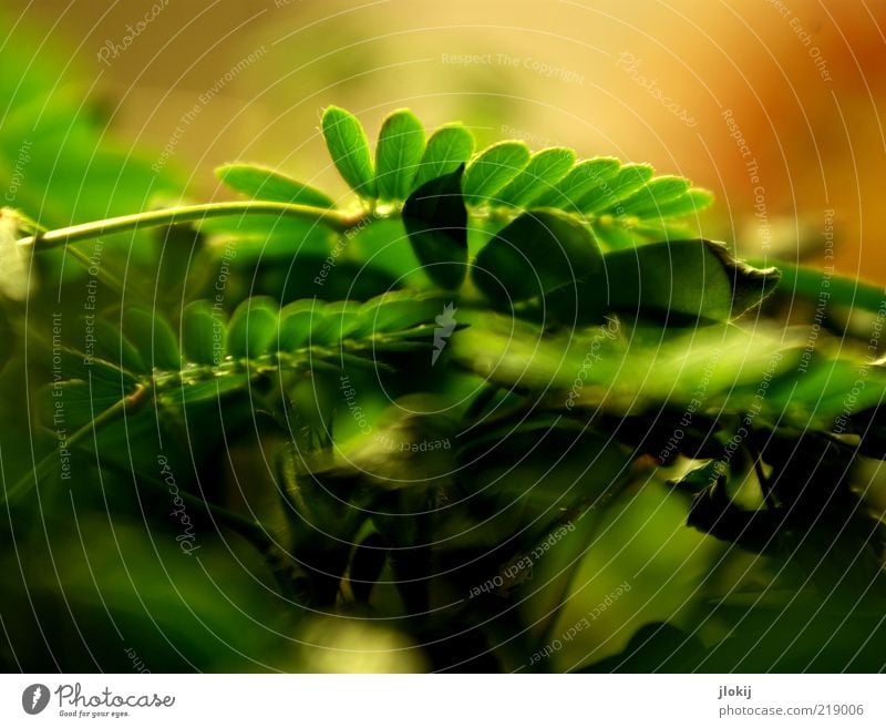 sensitive soul Plant Leaf Growth Brown Green Colour photo Multicoloured Interior shot Detail Macro (Extreme close-up) Day Shadow Shallow depth of field Deserted