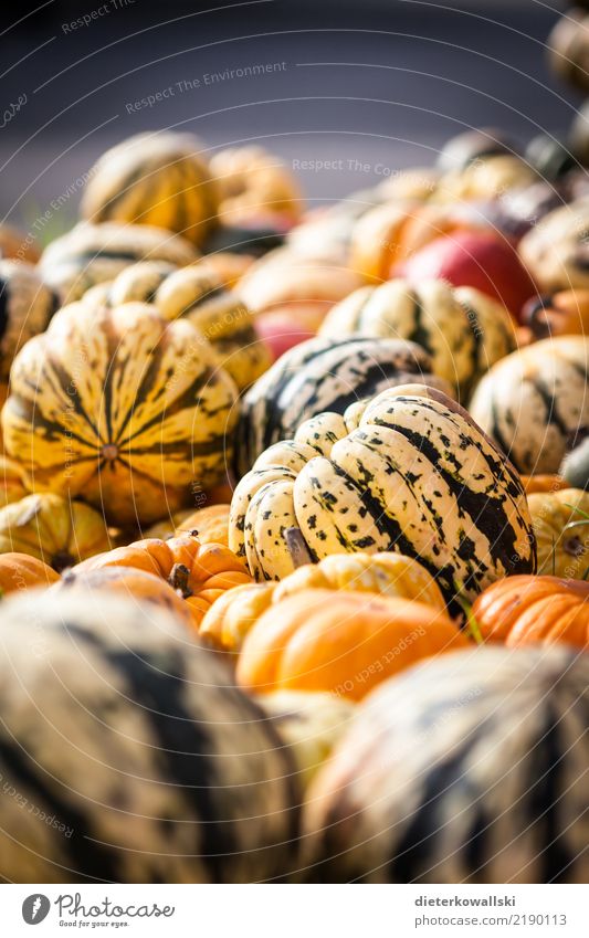 pumpkin Food Vegetable Fruit Nutrition Eating Healthy Pumpkin Vitamin-rich Organic produce Organic farming Exterior shot