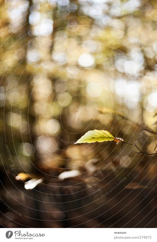 The last sheet Nature Autumn Beautiful weather Leaf Twig Autumnal Autumnal colours Autumnal weather Automn wood Autumn leaves Forest Authentic Fantastic Natural