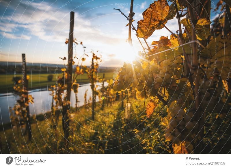 vineyard Environment Beautiful weather Hill Nature Vineyard Bunch of grapes Winegrower Lens flare Elbe Saxony Elbe bank Dresden Grape harvest Fruit Wine growing