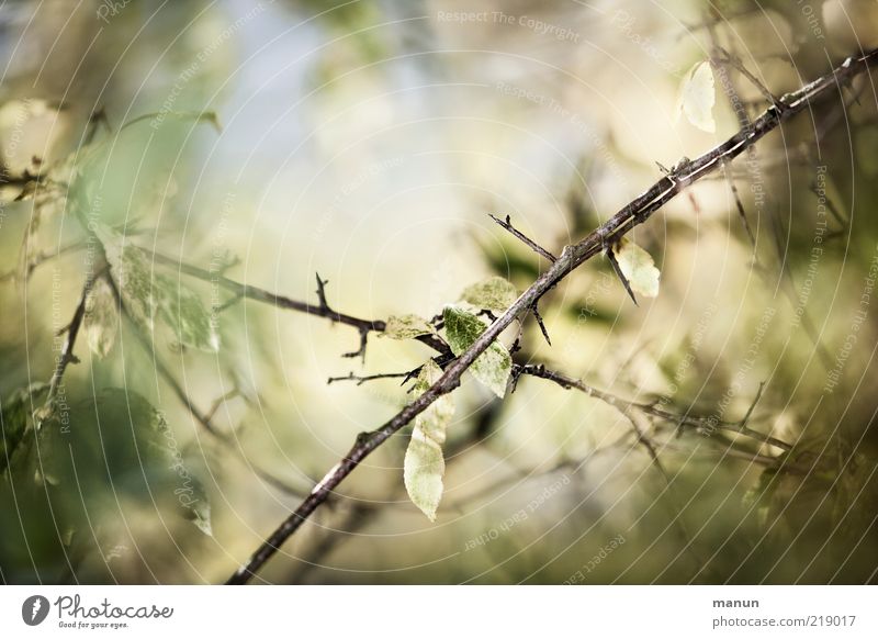 prickly Nature Autumn Leaf Twigs and branches Autumn leaves Autumnal Autumnal colours Early fall Fantastic Bright Natural Original Beautiful Thorny Perspective