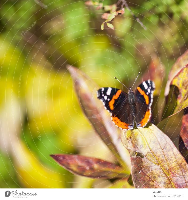 here the sun is shining Nature Plant Animal Spring Summer Leaf Butterfly 1 Esthetic Colour photo Exterior shot Close-up Morning Day Sunlight Animal portrait