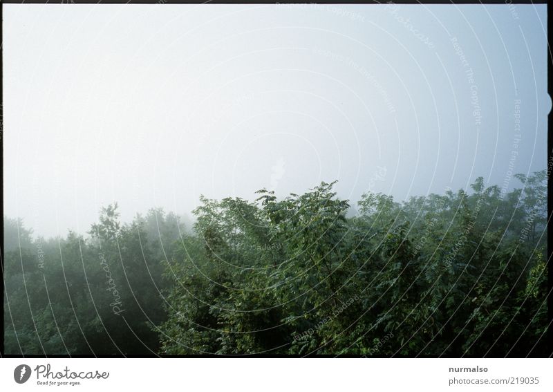 fog behind Nature Landscape Plant Summer Climate Fog Virgin forest Cold Green Nebelhorn Bad weather Subdued colour Morning Dawn Light Deserted Forest