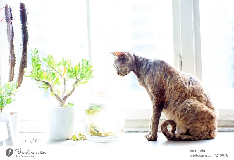 Cat at the window Elegant Style Flat (apartment) Decoration Spring Summer Pot plant Window Animal Pet Devon Rex 1 Glass Breathe Observe Living or residing