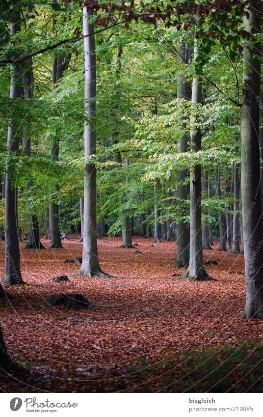 autumn forest Environment Nature Plant Autumn Tree Forest Wood Brown Green Calm Transience Lose Automn wood Tree trunk Leaf Colour photo Exterior shot Day