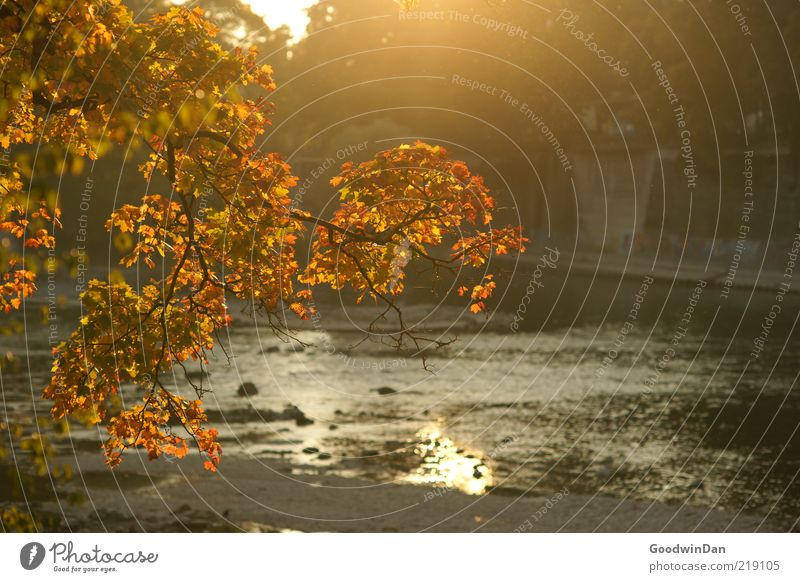 golden Environment Nature River bank Illuminate Beautiful Moody Free Autumn Colour photo Exterior shot Deserted Twilight Shallow depth of field Branch Autumnal