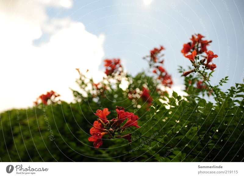 toward heaven Environment Nature Plant Sky Clouds Spring Summer Beautiful weather Flower Blossom trumpet flower Blossoming Growth Exotic Blue Green Red White