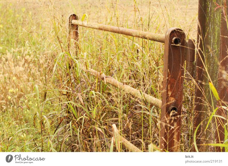 bonanza Nature Landscape Plant Summer Autumn Warmth Grass Meadow Field Romance Agriculture Fold Goal door Entrance Fence Fence post Grain Grain field Cornfield