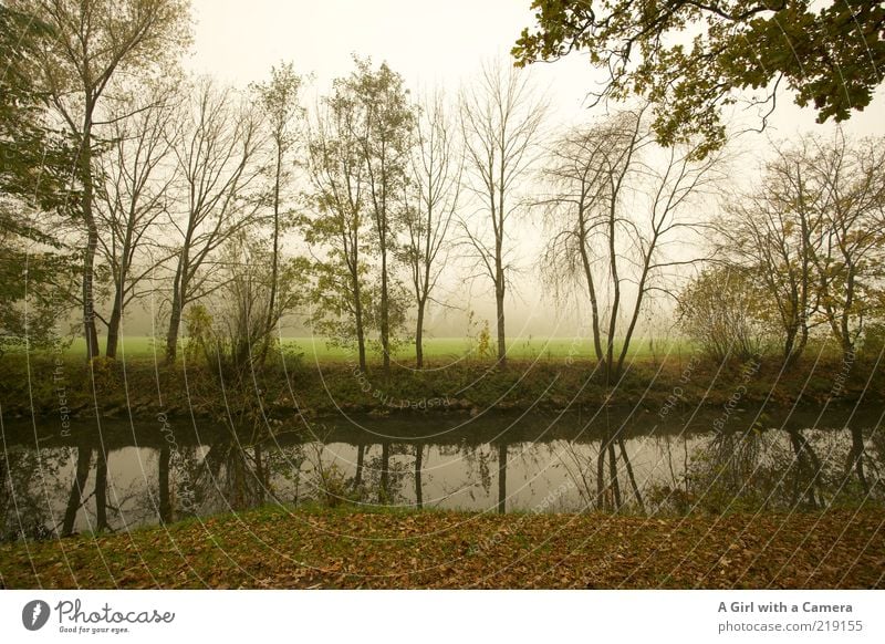 waiting without expectation Environment Nature Plant Autumn Bad weather Fog Tree Grass River bank Bad Kissingen district Bavaria To dry up Infinity Creepy