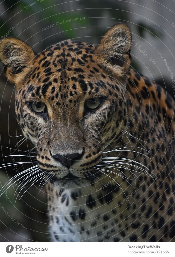 Close up portrait of Persian leopard looking into camera Animal Wild animal Animal face Zoo Leopard print persian leopard panthera pardus Big cat Cat 1 Looking