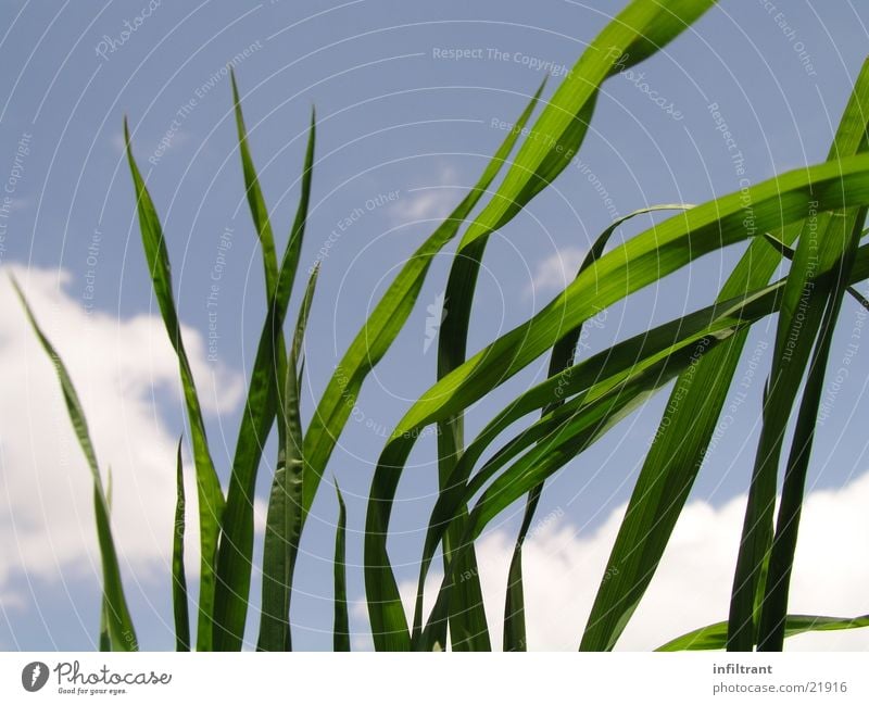 blades of grass in the sky :-) Grass Lawn Meadow Blade of grass Leaf Green Sky Clouds Blue Worm's-eye view Summer Spring Plant Nature