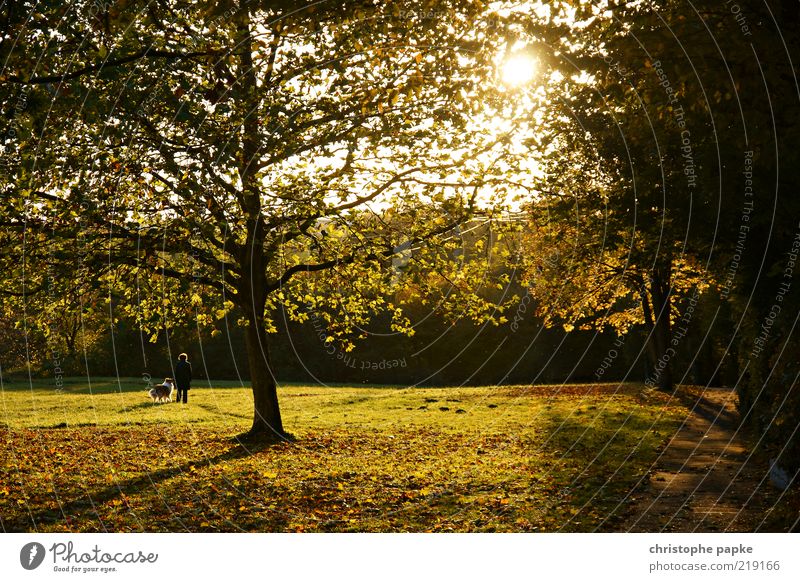 Autumn walk with dog Human being Life 1 Plant Sunlight Beautiful weather Flower Park Animal Dog Going To enjoy Sympathy Together Love of animals Loneliness