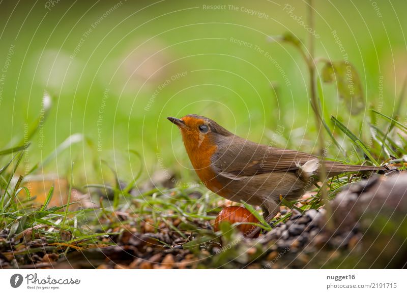 robin Animal Wild animal Bird Animal face Wing Robin redbreast 1 Esthetic Authentic Friendliness Beautiful Curiosity Cute Brown Multicoloured Yellow Gray Green