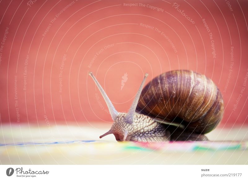 Hei Schnegge Animal Wild animal Snail 1 Movement Crawl Slimy Time Mucus Feeler Slowly Eyes Vineyard snail Colour photo Multicoloured Exterior shot Deserted Day