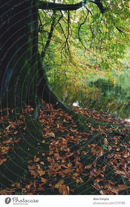 cong woods2 Environment Nature Plant Autumn Forest River cong river Multicoloured Moody Calm Idyll Decline Growth Analog Colour photo Exterior shot Deserted Day