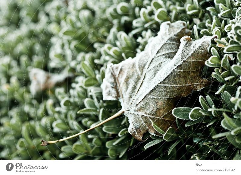 sticks a sheet to the side Environment Nature Autumn Ice Frost Plant Bushes Leaf Foliage plant Fresh Cold Wet Dew Hedge Colour photo Exterior shot Detail